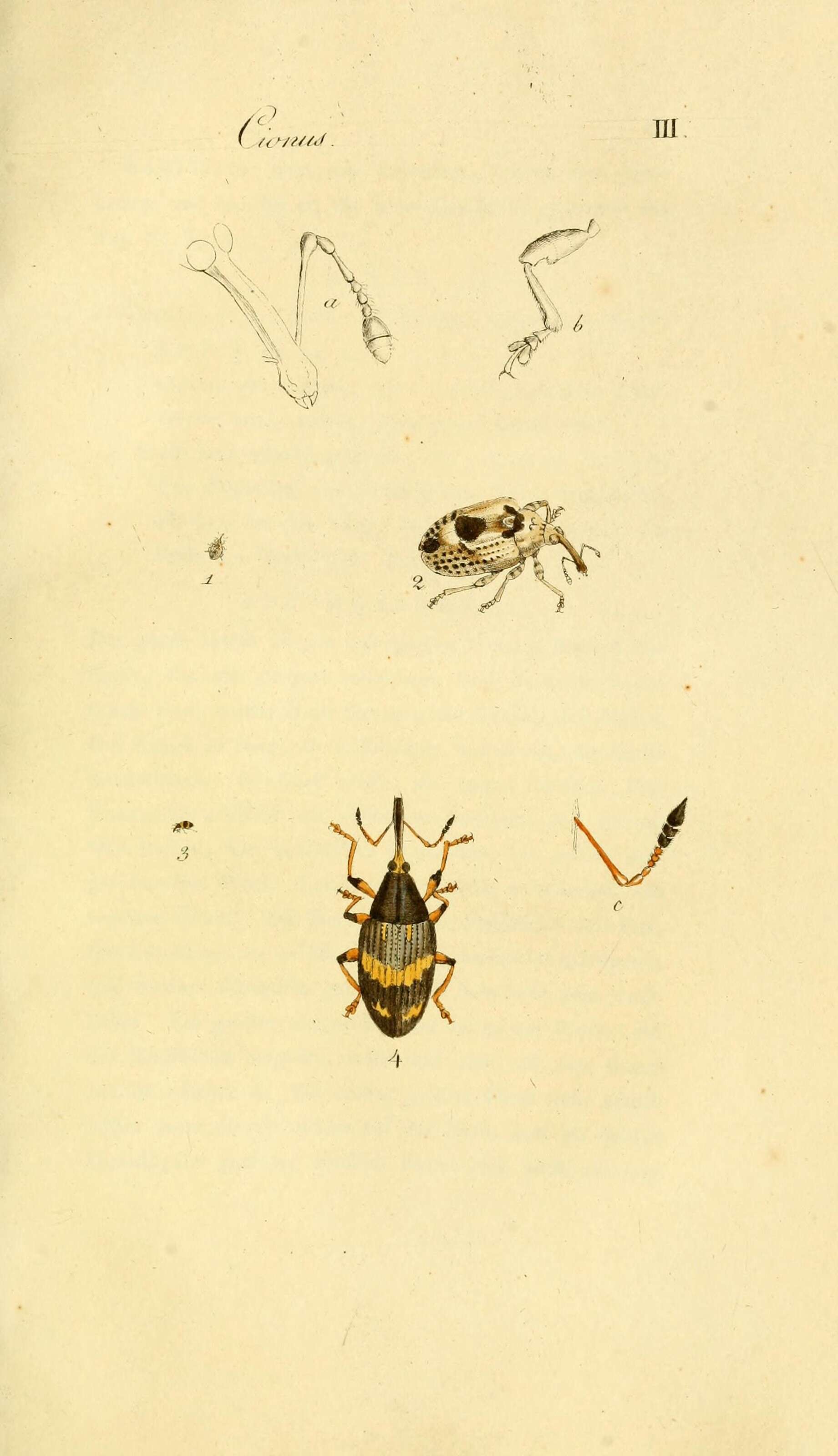 Image of Cionus blattariae Lamarck 1817