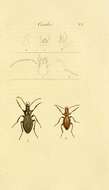 Image of Carabus (Macrothorax) morbillosus Fabricius 1792