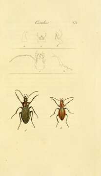 Image of Carabus (Macrothorax) morbillosus Fabricius 1792