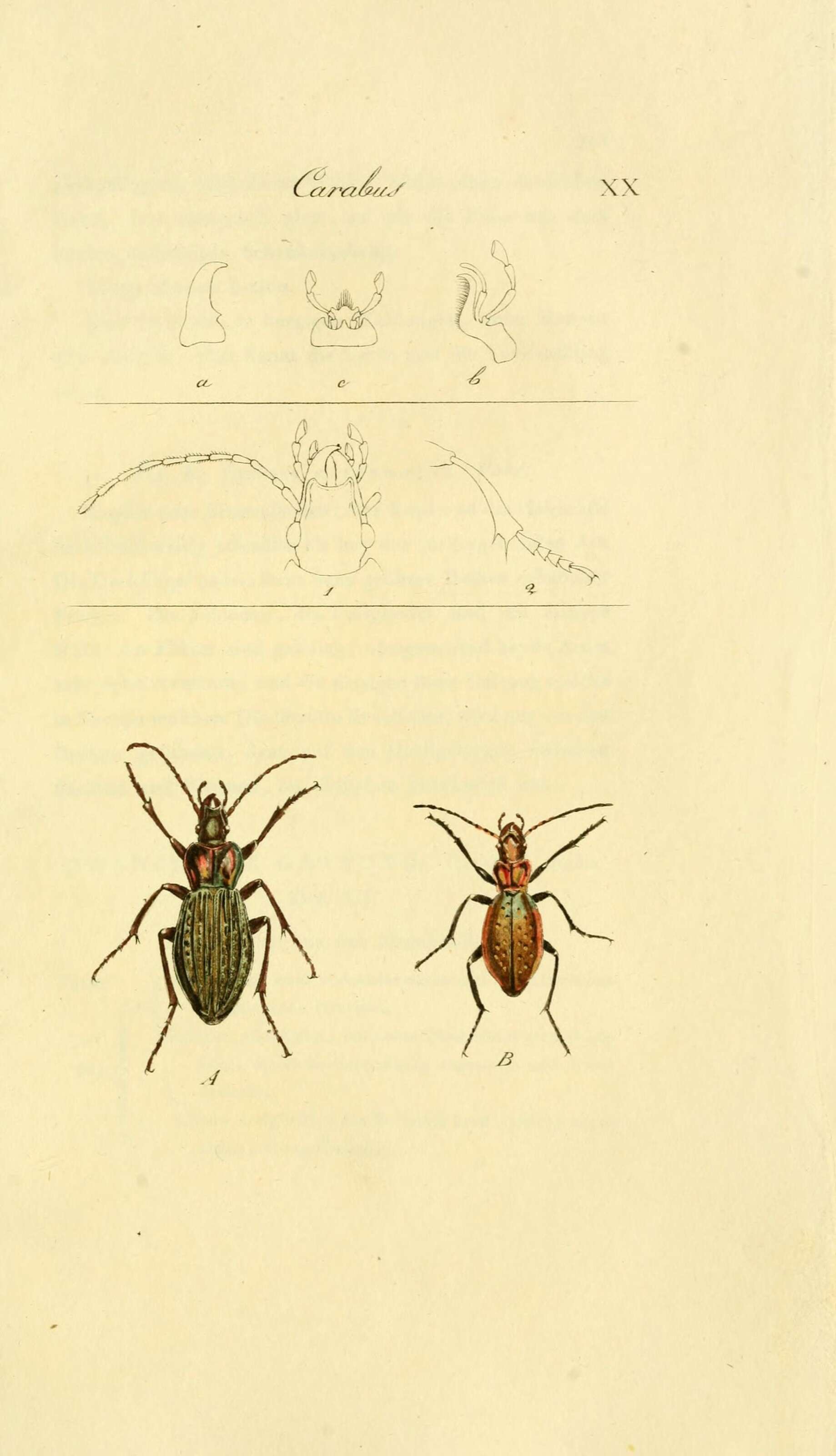 Image of Carabus (Macrothorax) morbillosus Fabricius 1792