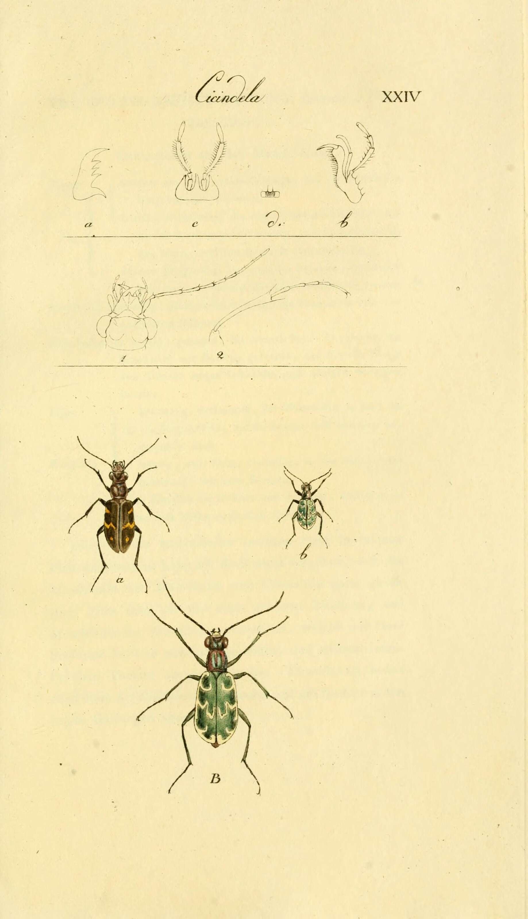 Image de Cicindela (Cicindela) sylvatica Linnaeus 1758