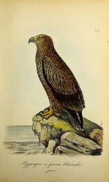 Image of White-tailed Eagle