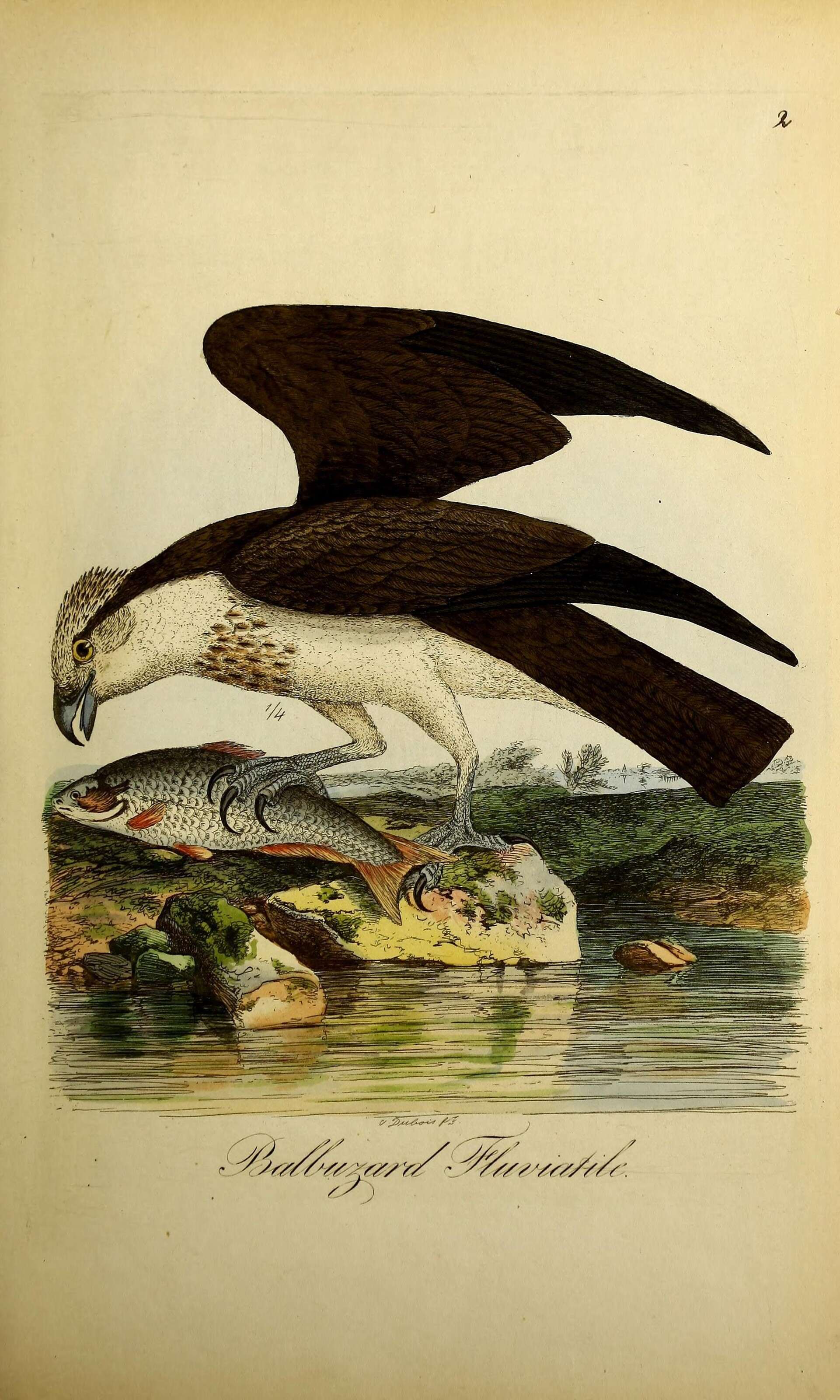 Image of ospreys