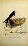 Image of Hirundo Linnaeus 1758