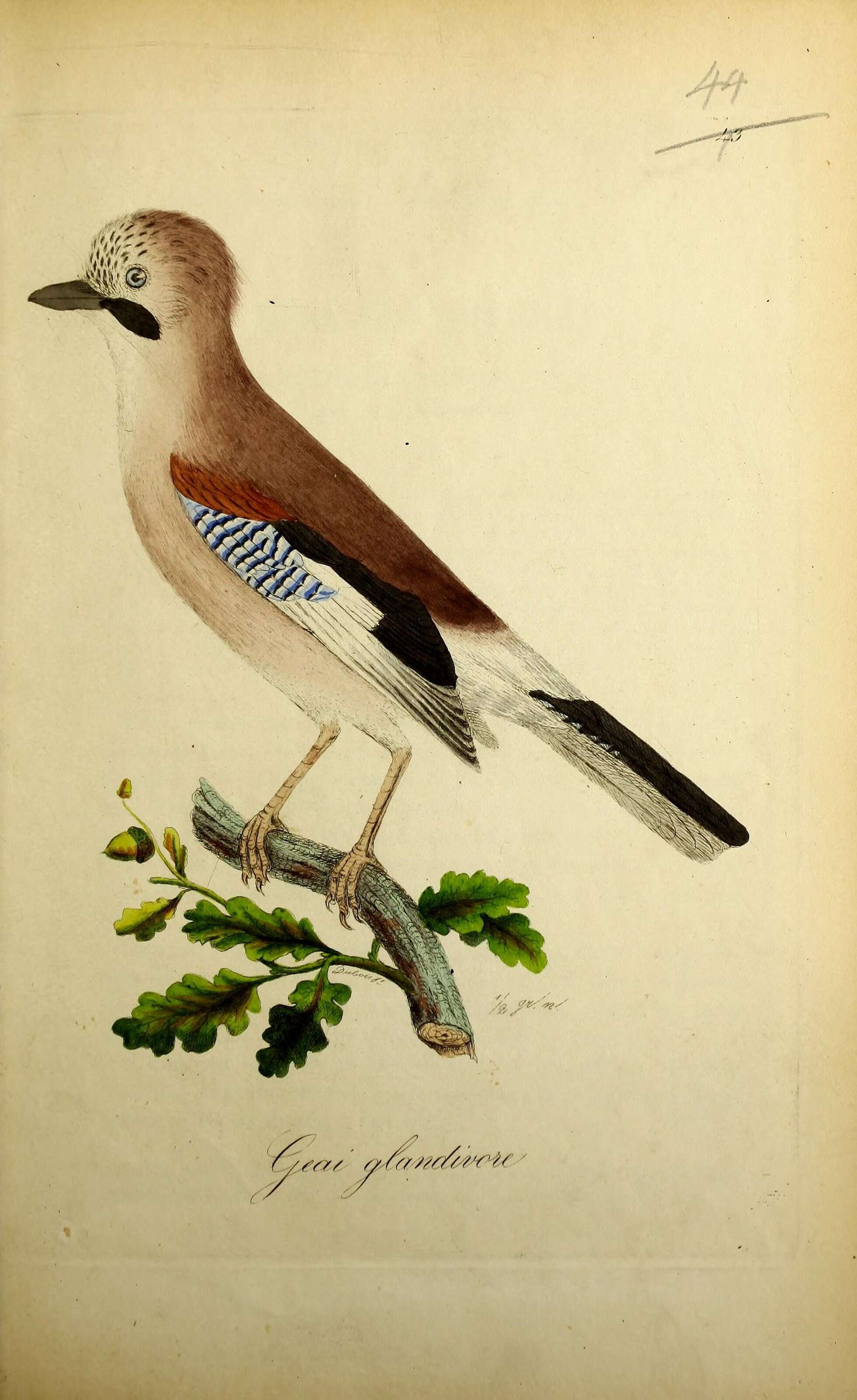 Image of Garrulus Brisson 1760