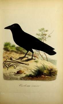 Image of Northern Raven