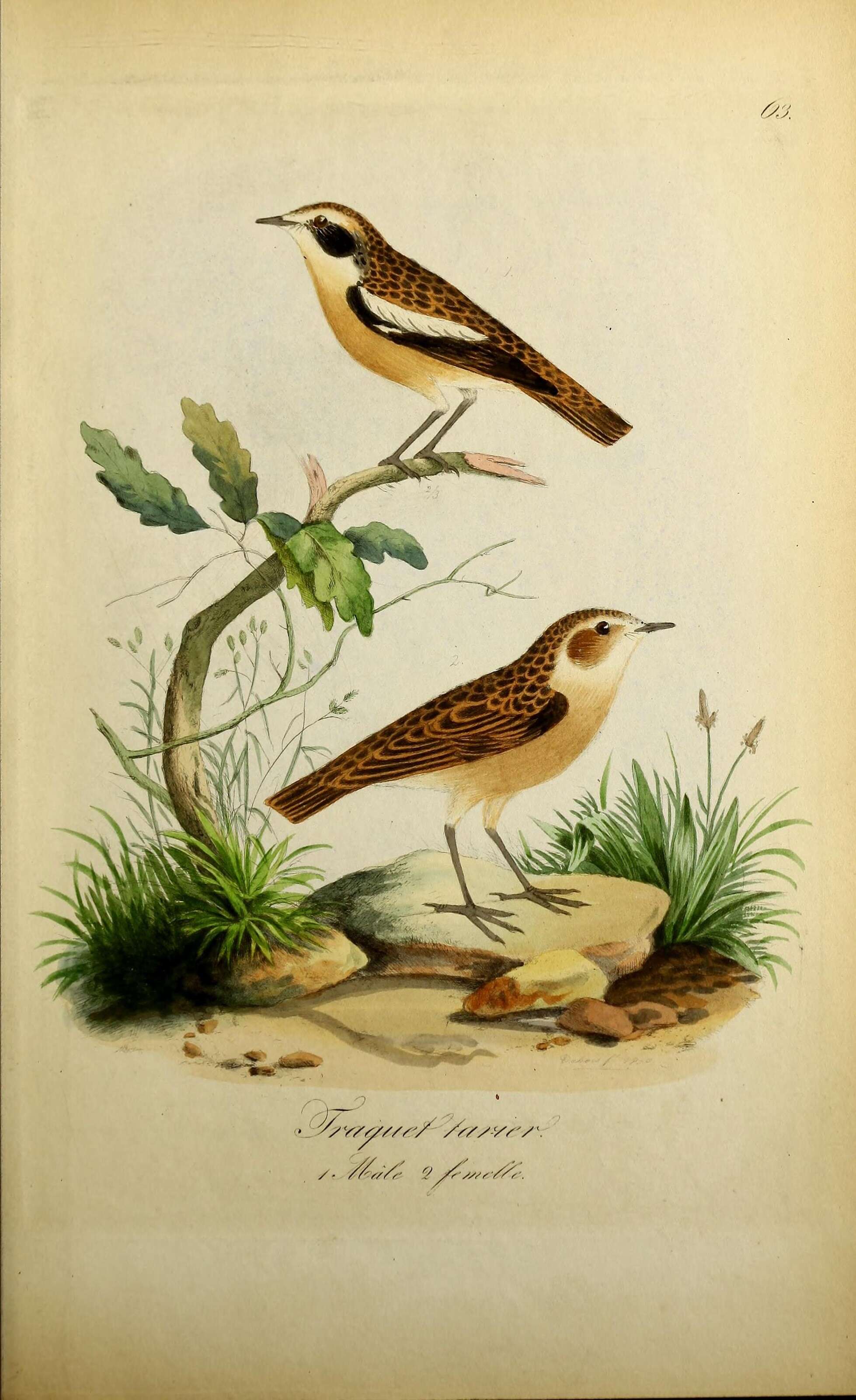 Image of Whinchat