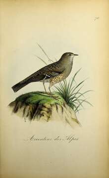 Image of Alpine Accentor