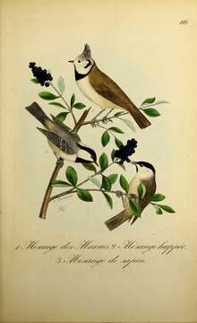 Image of Lophophanes Kaup 1829