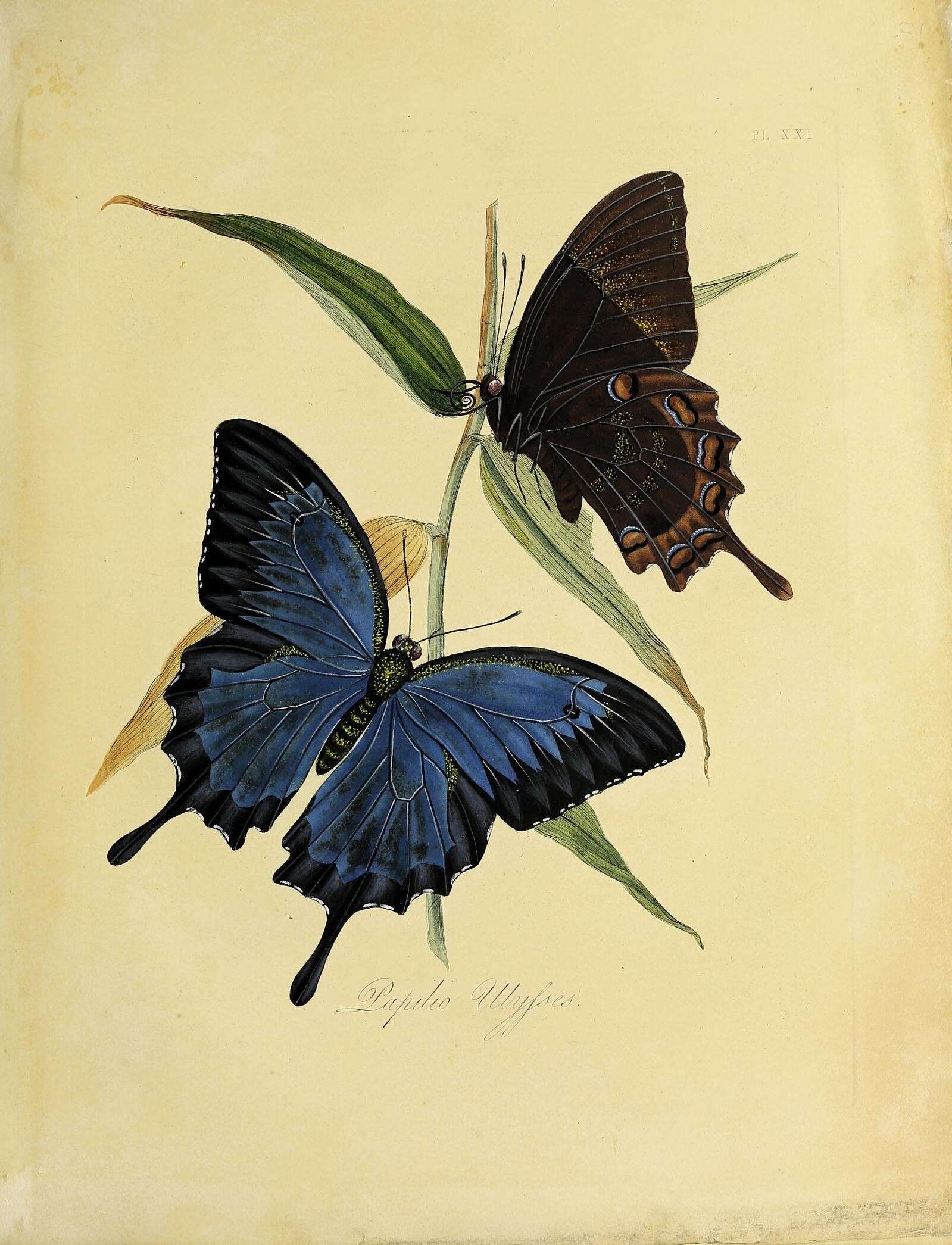 Image of Mountain Swallowtail