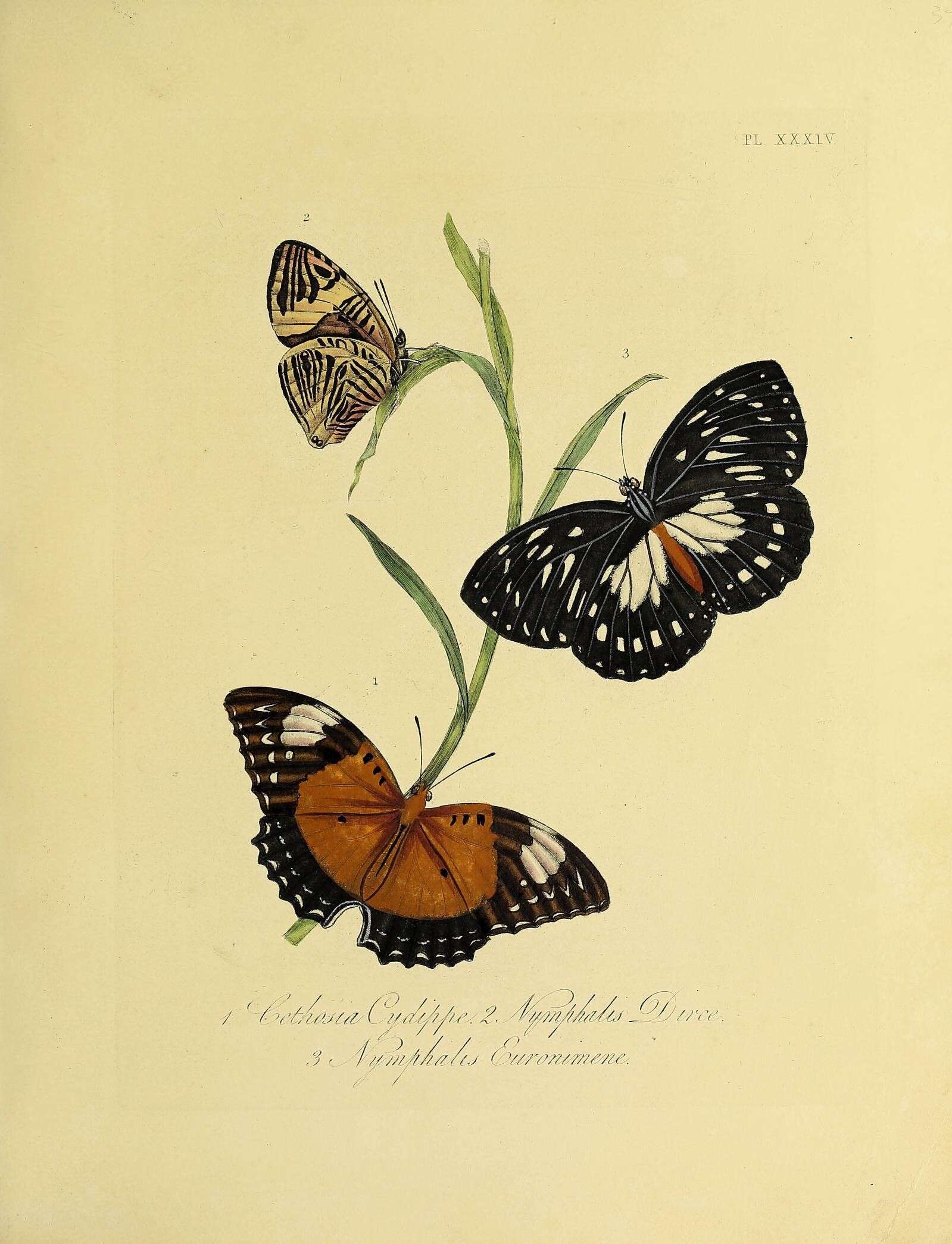 Image de Cethosia cydippe Linnaeus 1763