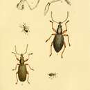 Image of Curculio niger Marsham 1802