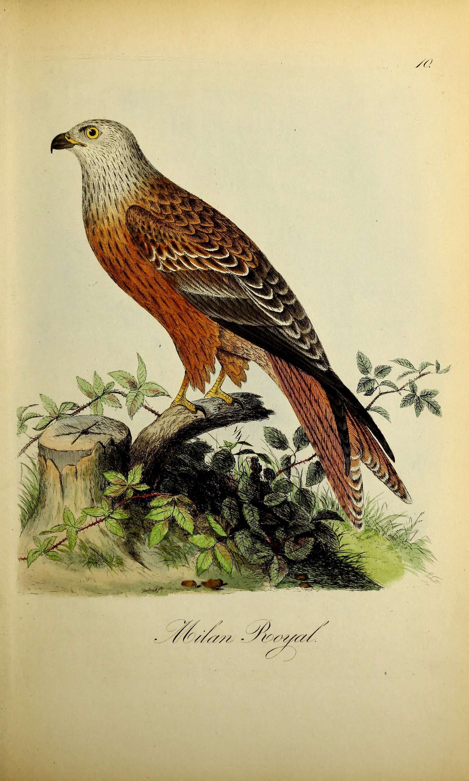 Image of Red Kite