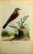 Image of Fieldfare