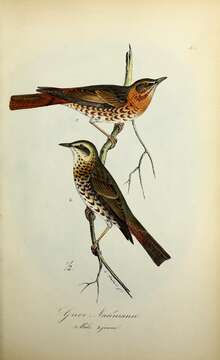 Image of Dusky Thrush