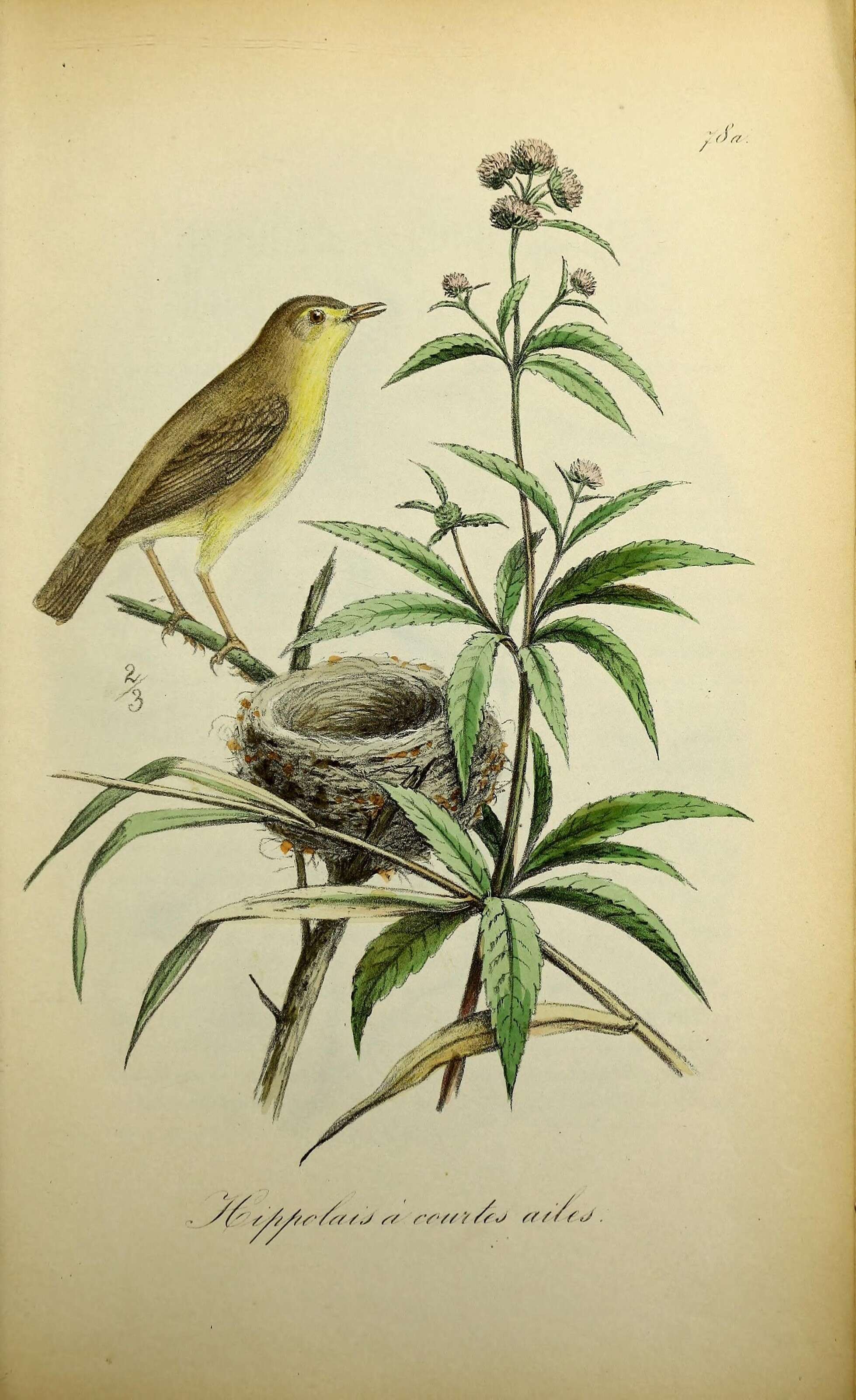 Image of Melodious Warbler