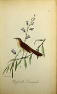 Image of Savi's Warbler