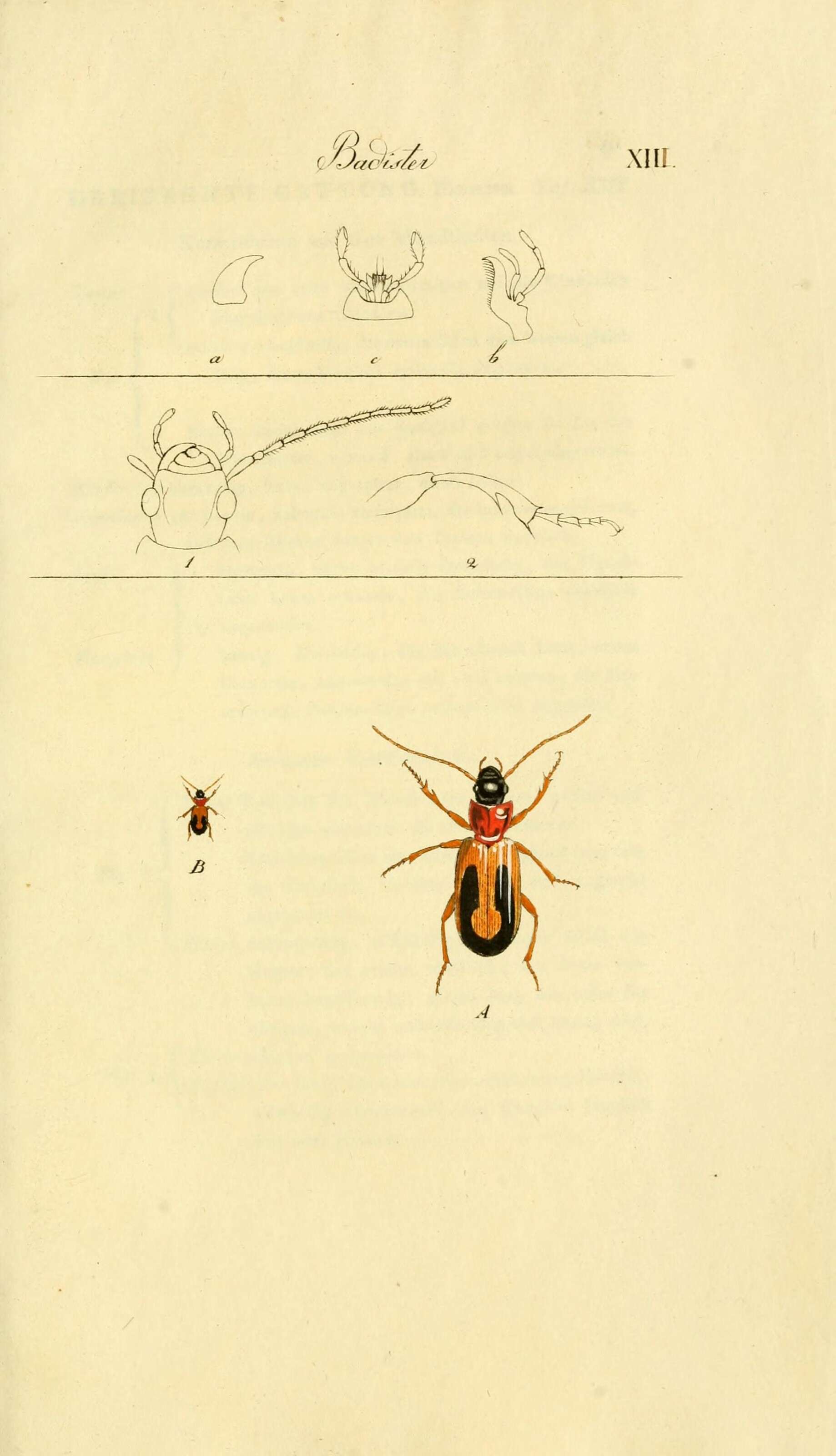 Image of Badister (Badister) bullatus (Schrank 1798)