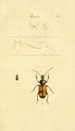 Слика од Panagaeus (Panagaeus) cruxmajor (Linnaeus 1758)