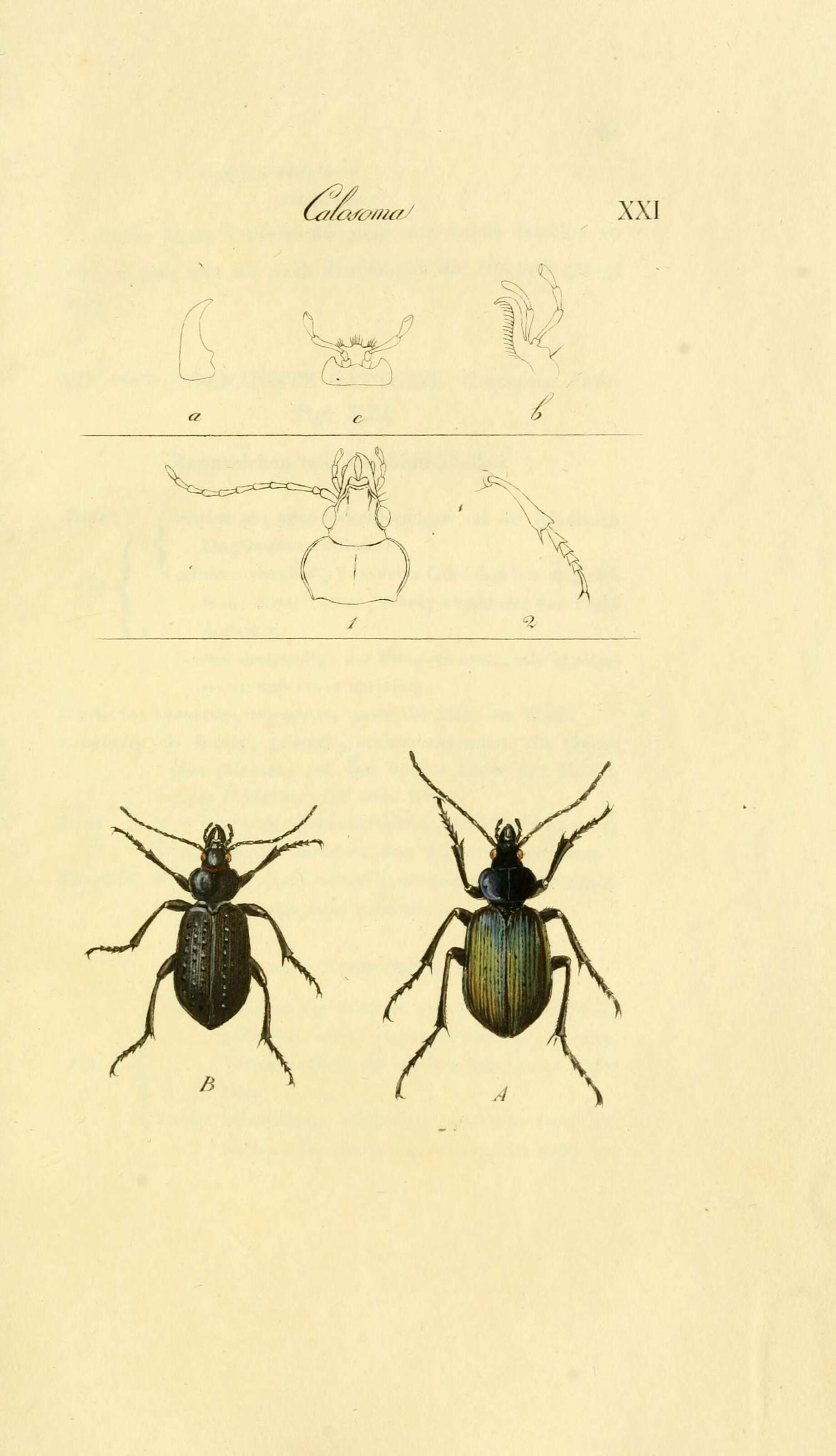 Imagem de Calosoma (Calosoma) sycophanta (Linnaeus 1758)