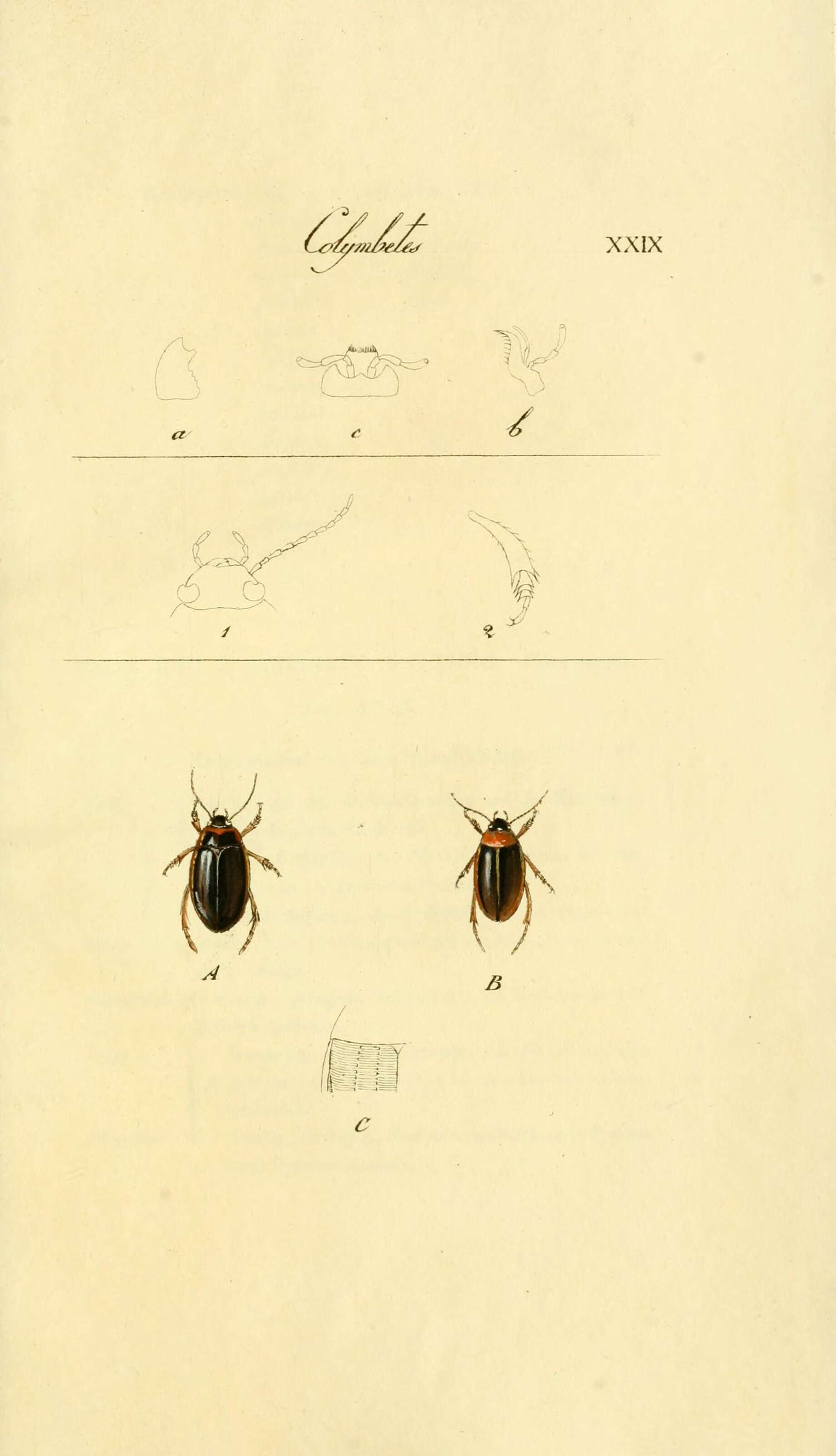 Image of Colymbetes striatus (Linnaeus 1758)