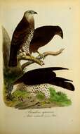 Image of honey buzzard, european honey buzzard