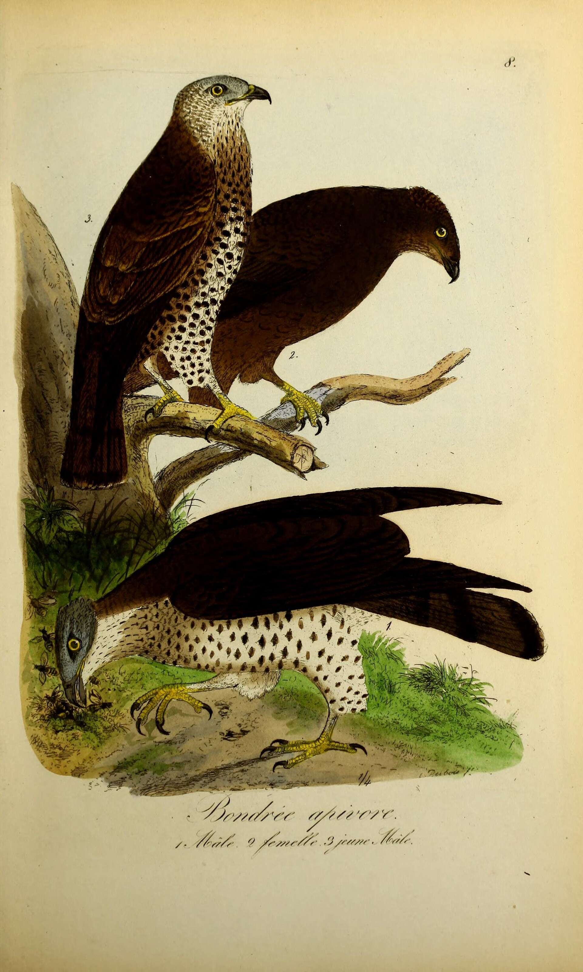 Image of honey buzzard, european honey buzzard