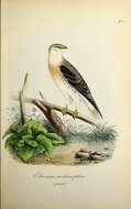 Image of Black-shouldered Kite