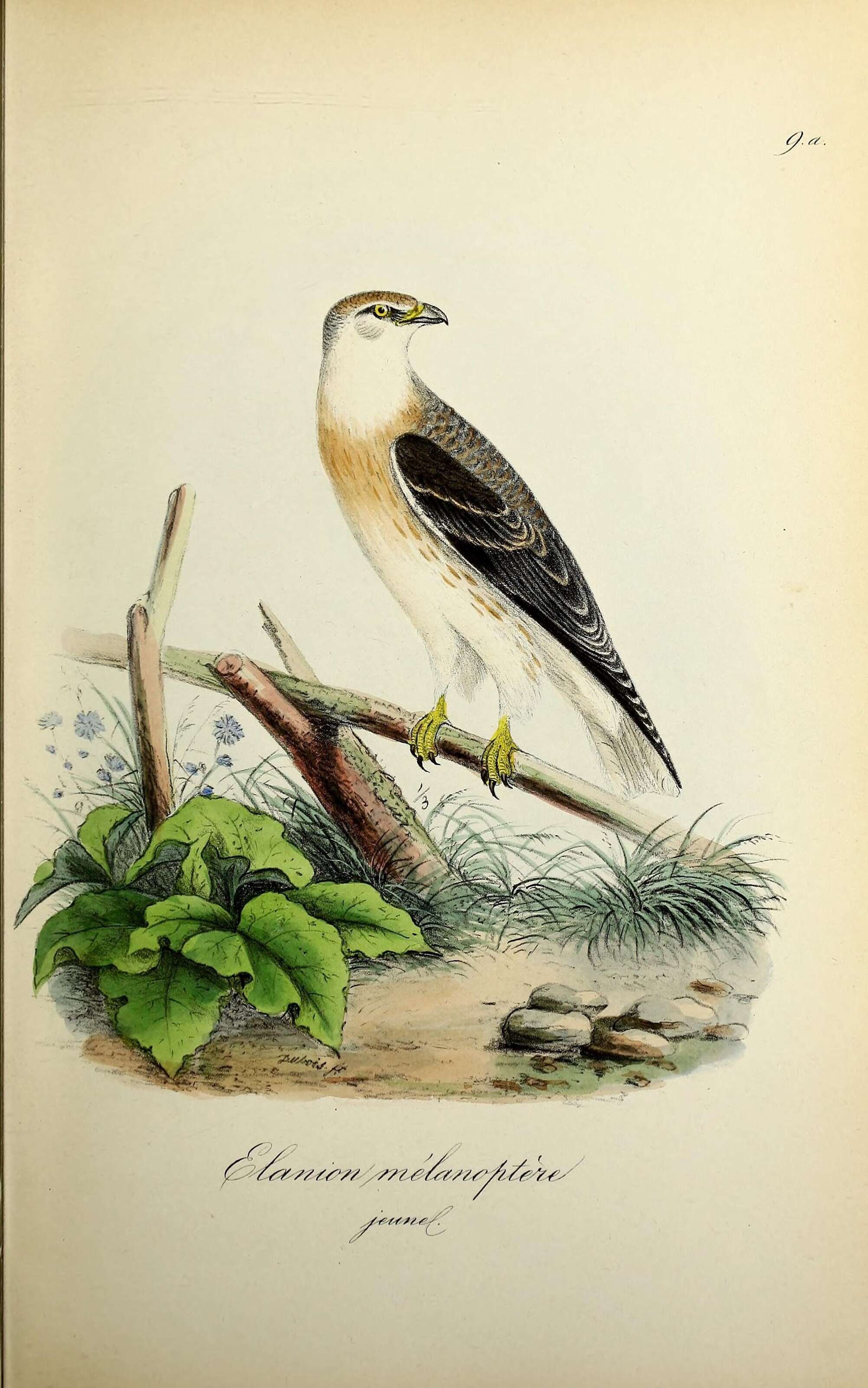 Image of Black-shouldered Kite