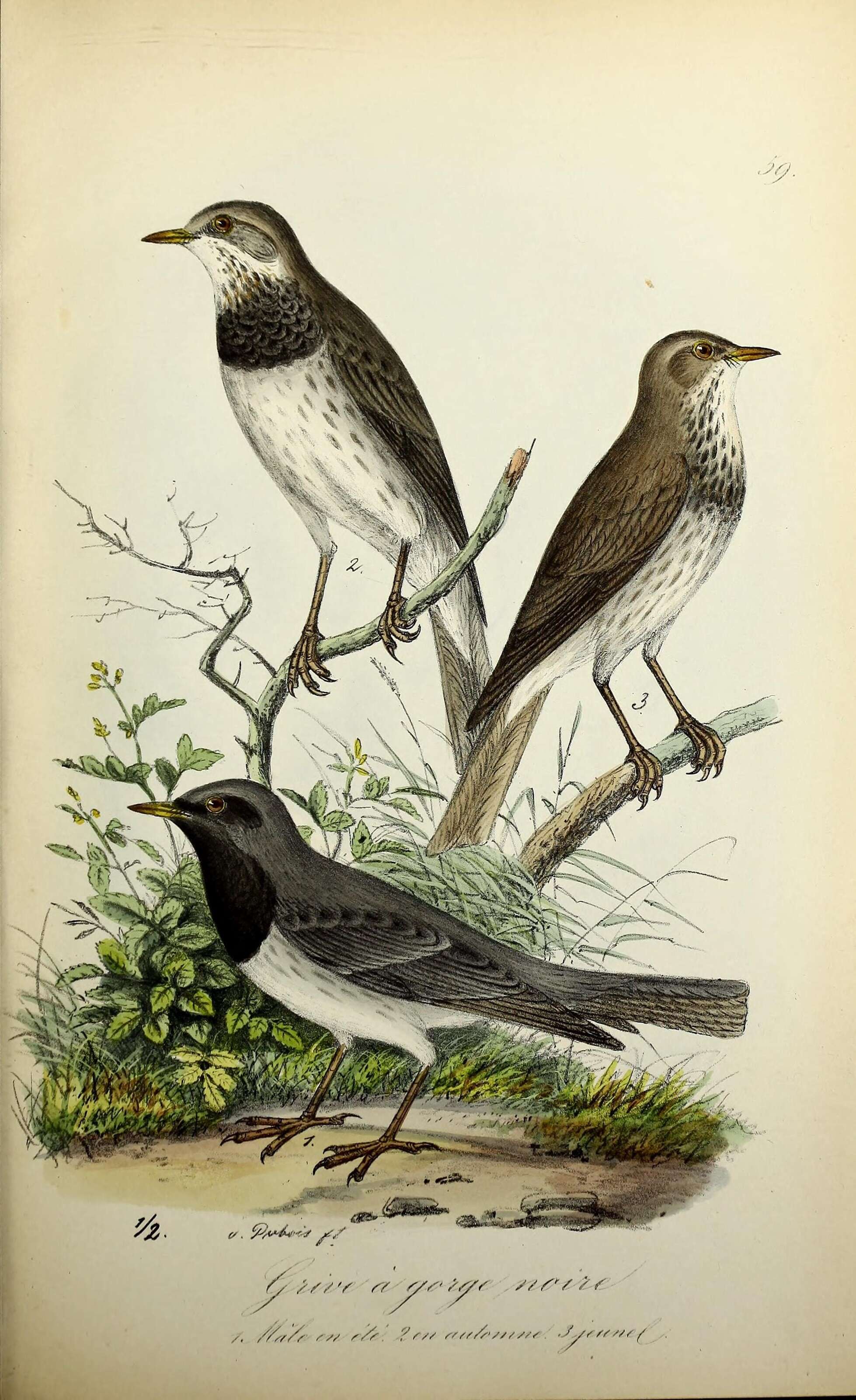 Image of Black-throated Thrush