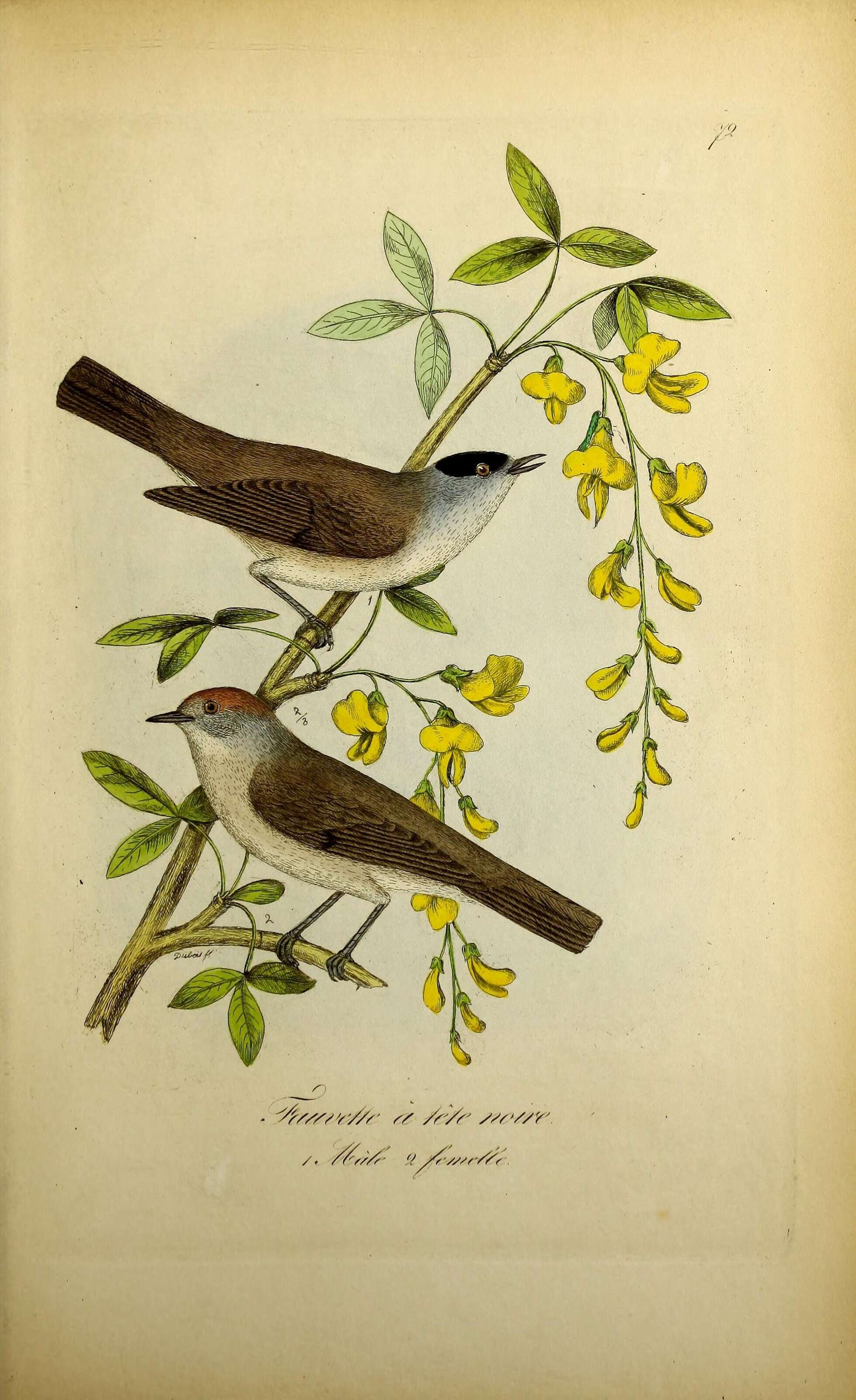 Imagem de Sylvia atricapilla (Linnaeus 1758)