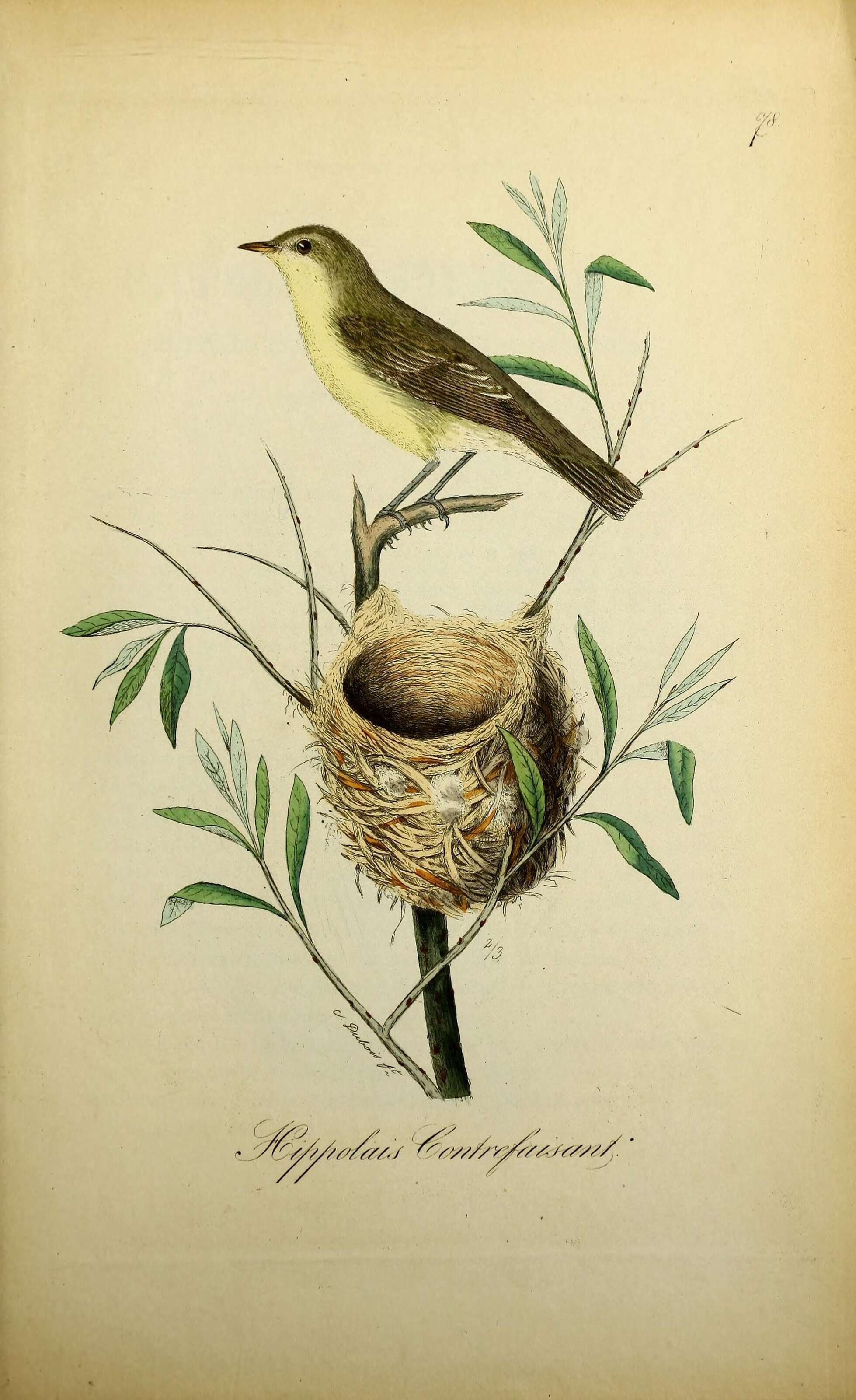 Image of Melodious Warbler