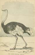 Image of ostriches