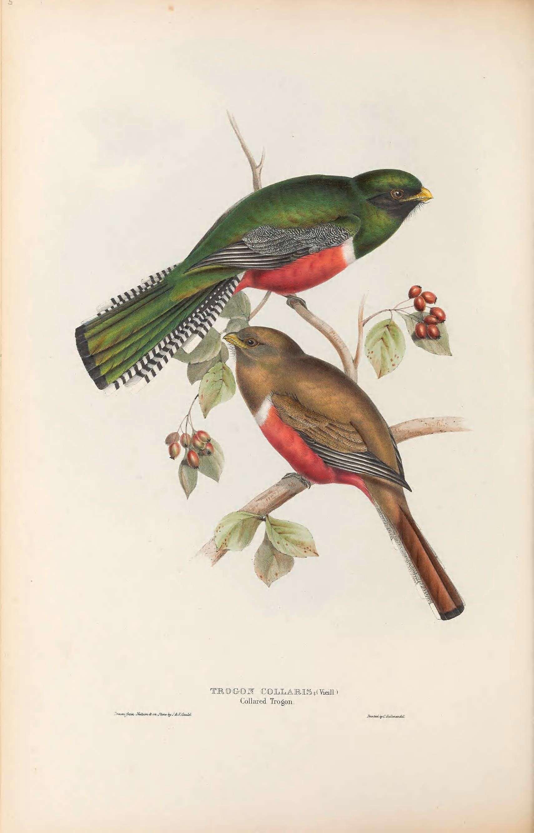 Plancia ëd Trogon collaris Vieillot 1817