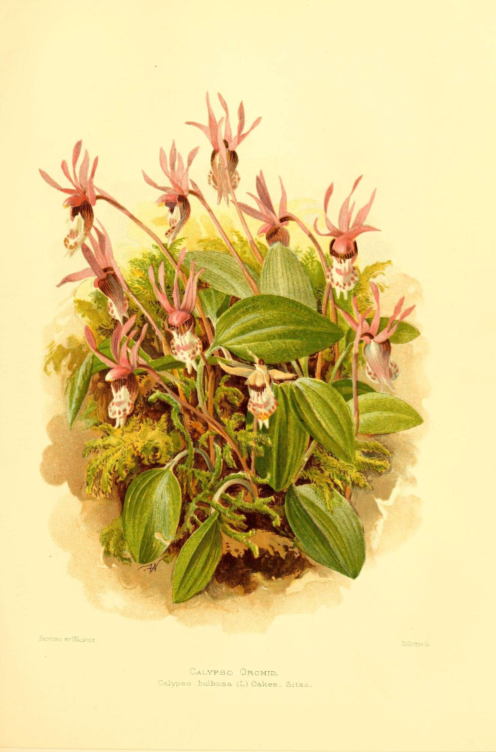 Image of calypso orchid