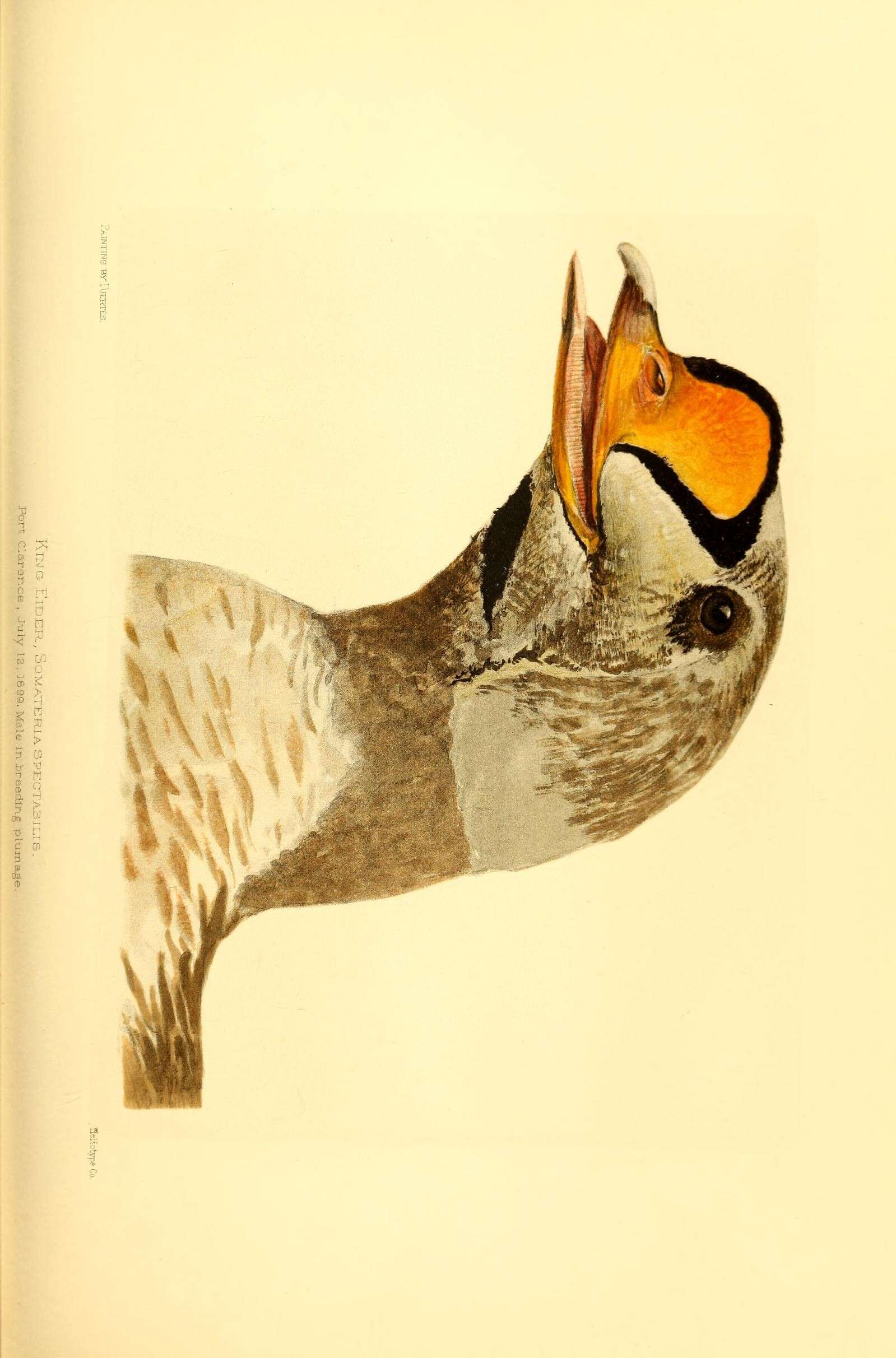 Image of King Eider