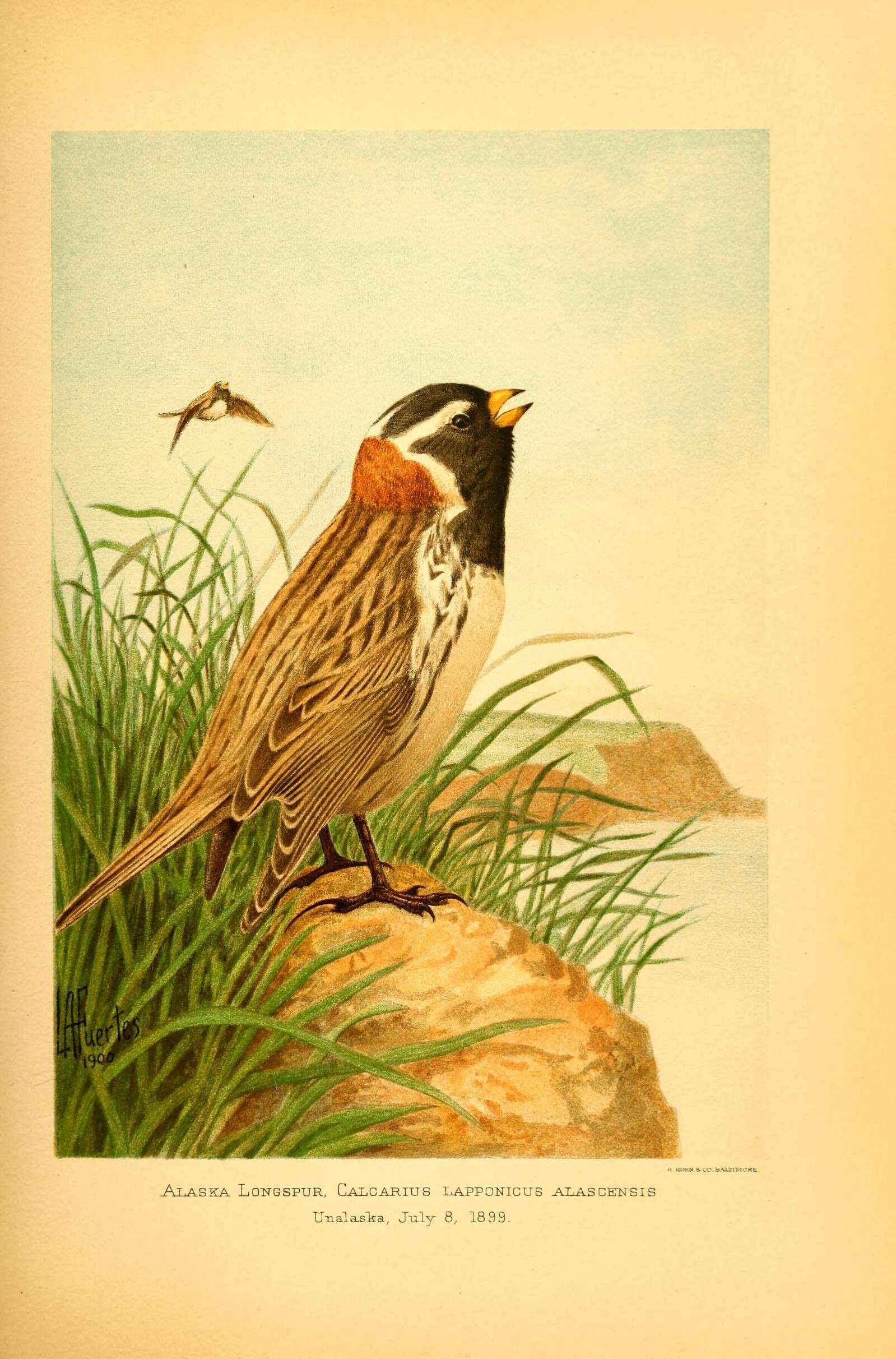 Image of Alaska longspur