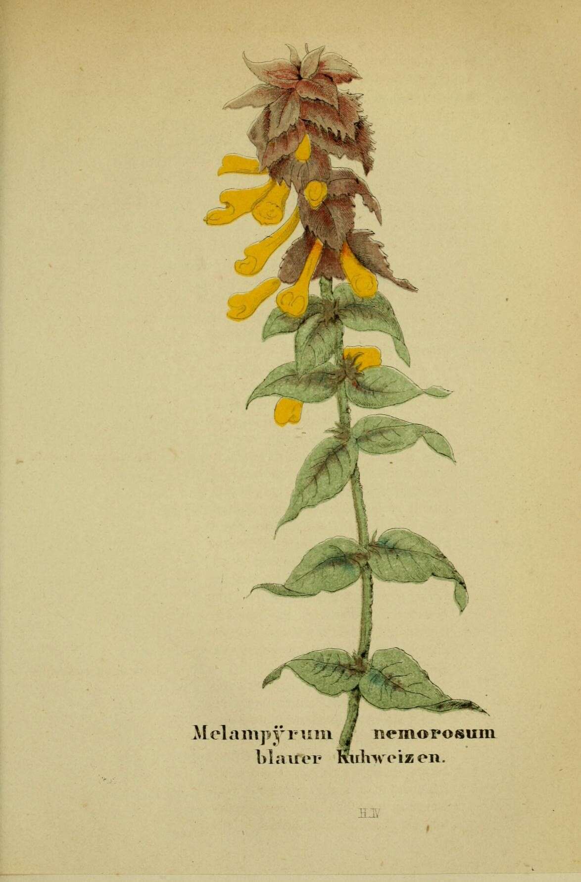 Слика од Melampyrum nemorosum L.