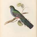 Image of Trogon roseigaster