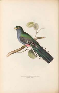 Sivun Trogon roseigaster kuva