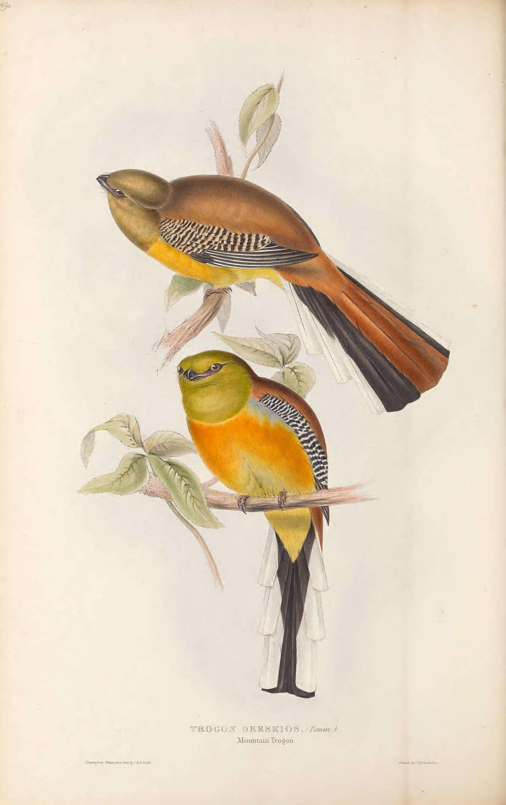 Image de Harpactes Swainson 1833