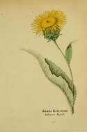 Inula helenium L. resmi