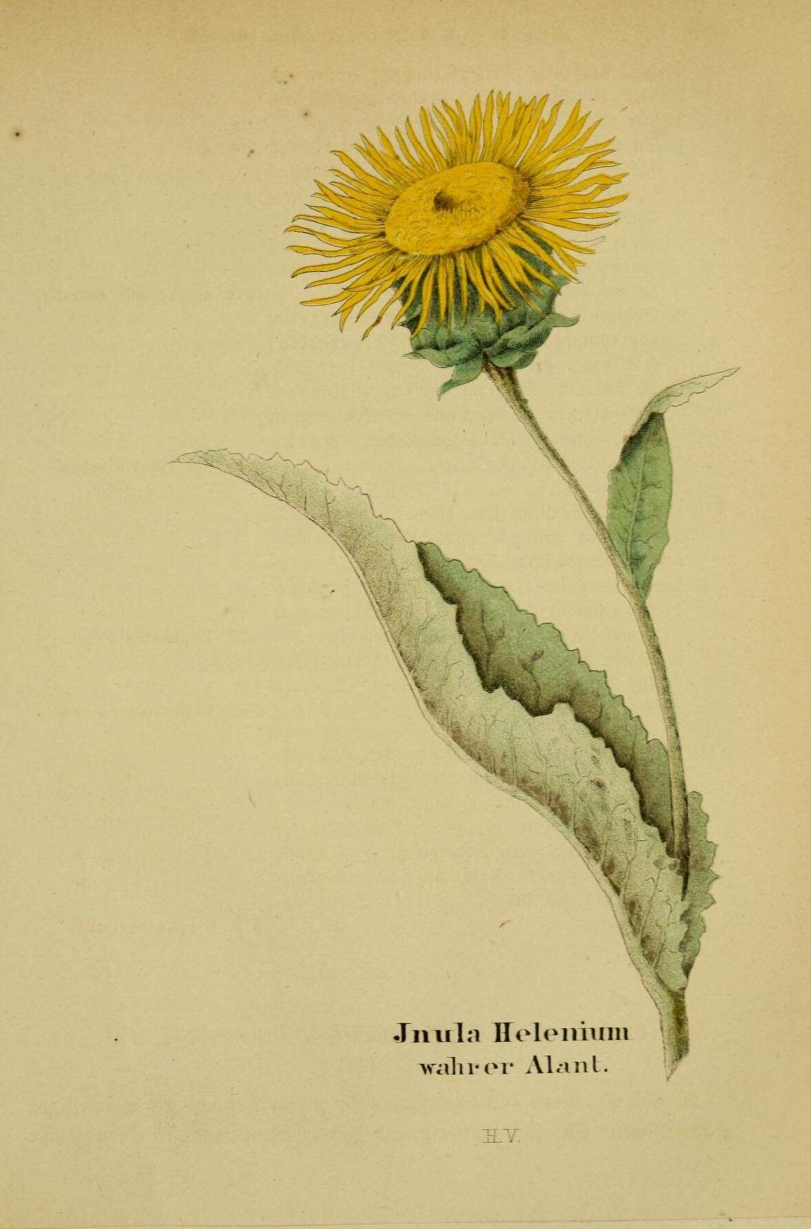 Inula helenium L. resmi