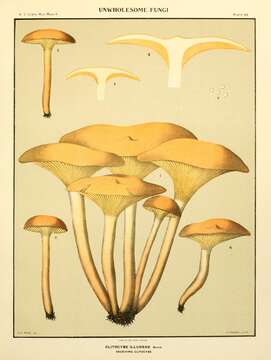 Image of Omphalotus illudens (Schwein.) Bresinsky & Besl 1979