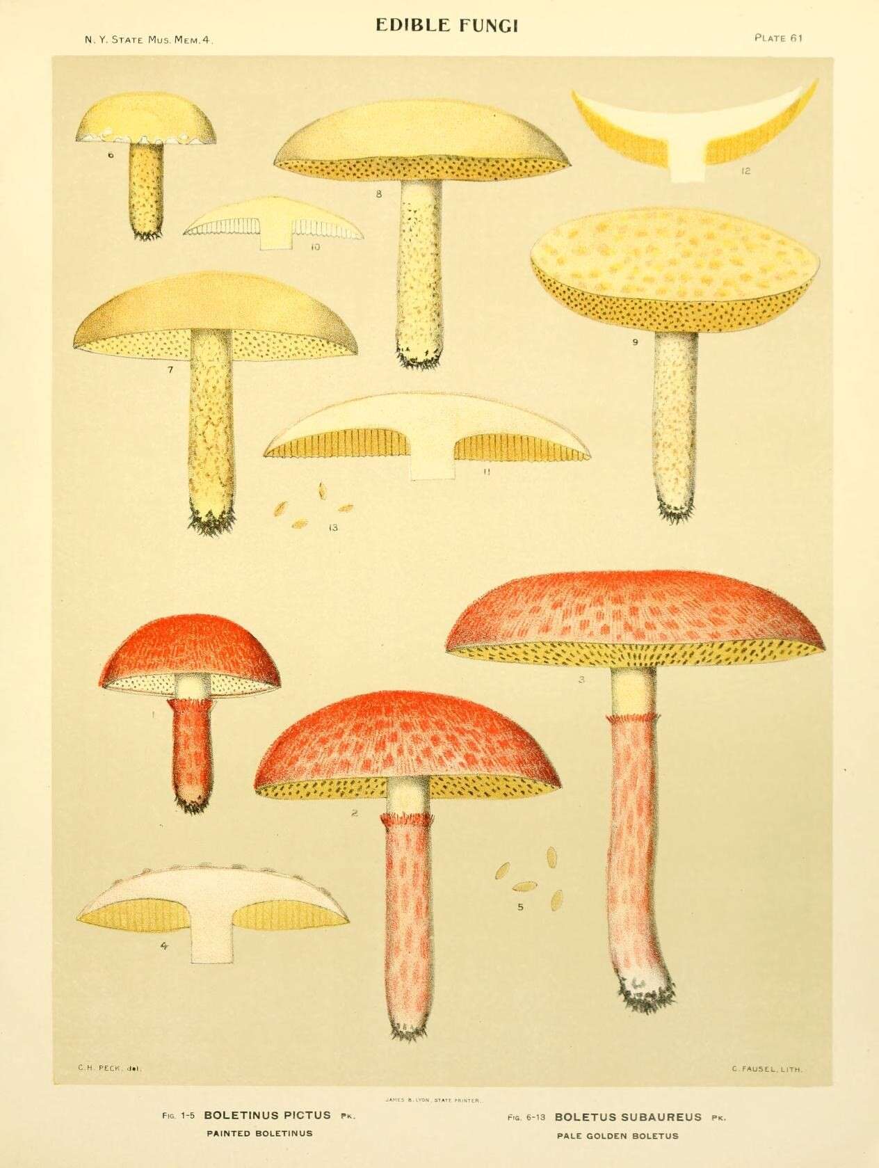 Image of Clinton’s boletus