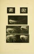 Plancia ëd Pandalus tridens Rathbun 1902