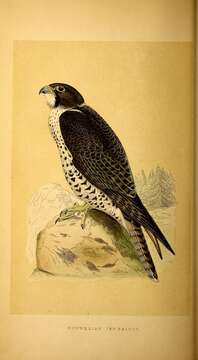 Image of Gyr Falcon