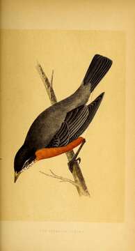 Image of American Robin