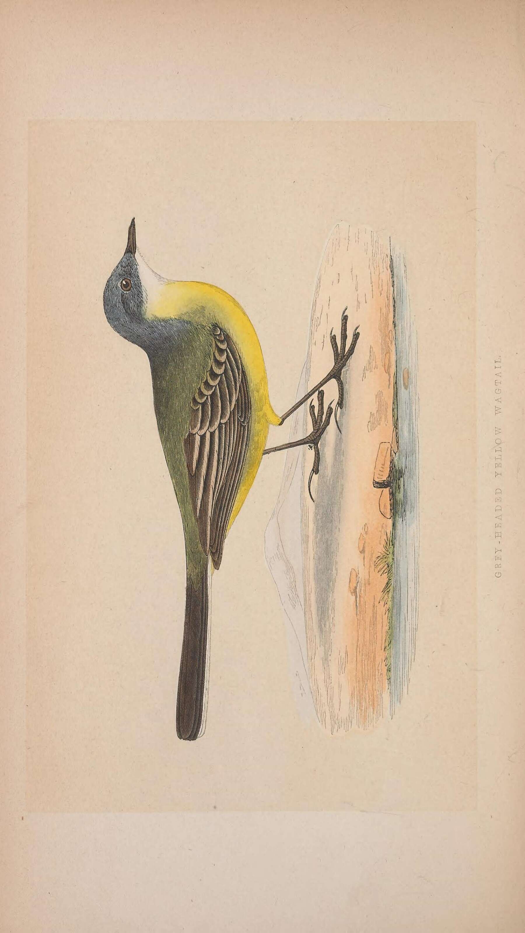 Image of Motacilla flava cinereocapilla Savi 1831