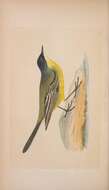 صورة Motacilla flava feldegg Michahelles 1830